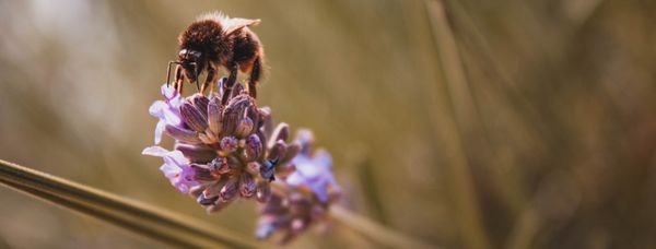 Are Enabling Environments a Myth?